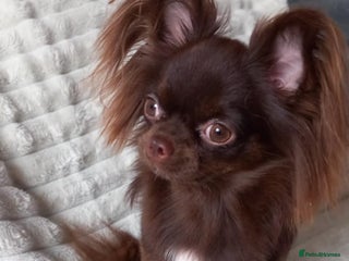 Chihuahua dogs Long-coat chocolate girl - Advert 1