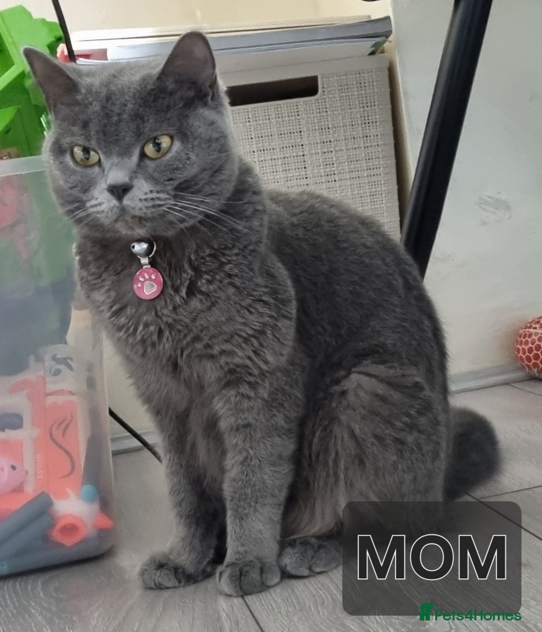 British Shorthair cats for sale: British shorthair kittens  - Image 5