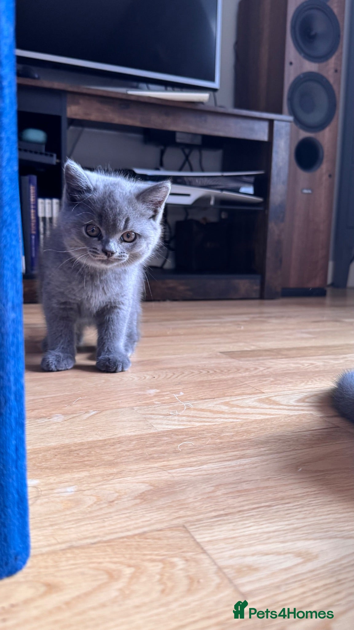 British Shorthair cats Beautiful British Shorthair Kittens - Advert 2