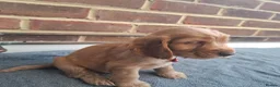 Cocker Spaniel dogs for sale: Adorable show type cocker spaniel puppies  - Advert 11