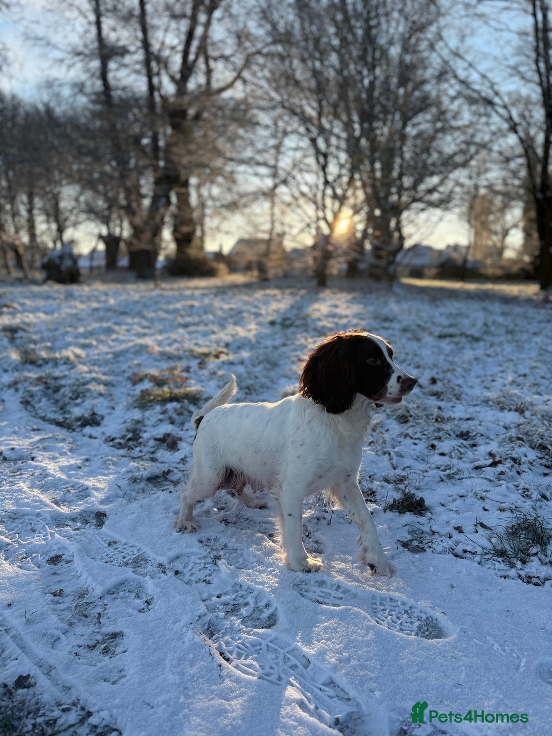 Sprocker dogs for sale: Stunning Sprocker puppies  - Advert 1
