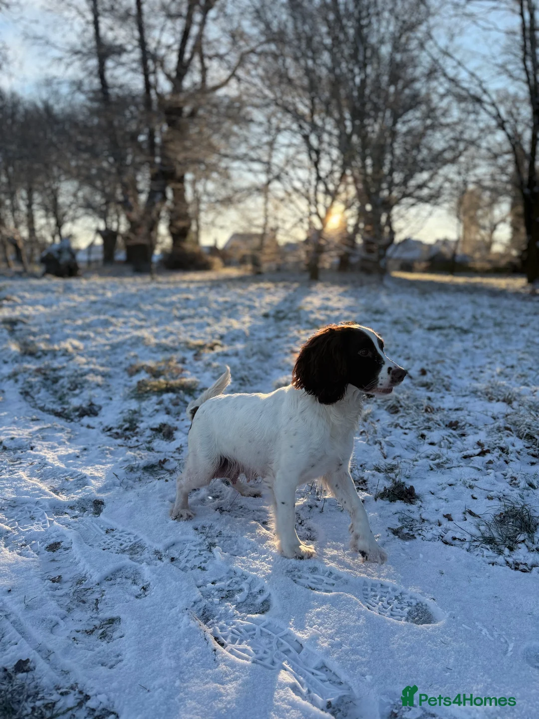 Sprocker dogs for sale: Sprocker puppies  - Advert 1