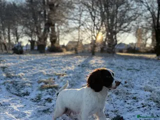 Sprocker dogs Sprocker puppies - Advert 5