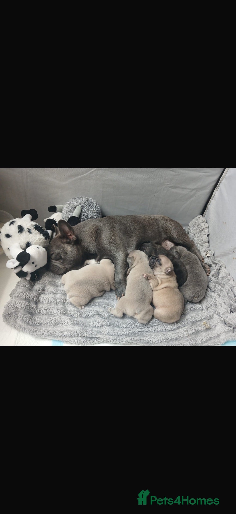 French Bulldog dogs 5 frenchbull dog puppes - Advert 1