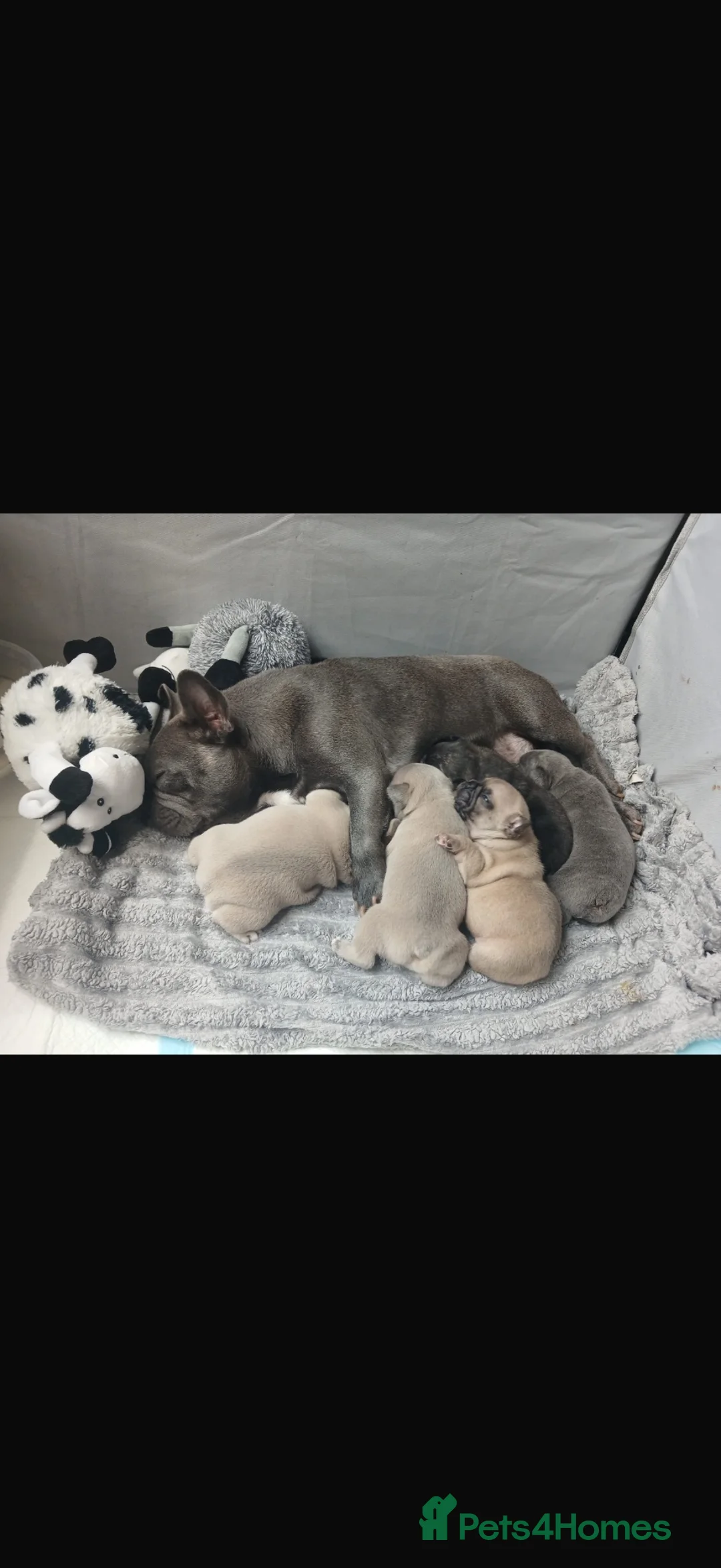 French Bulldog dogs for sale: 5 frenchbull dog puppes - Advert 1