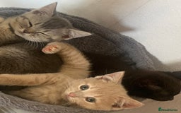 British Shorthair cats for sale: British shorthair kittens  - Image 16