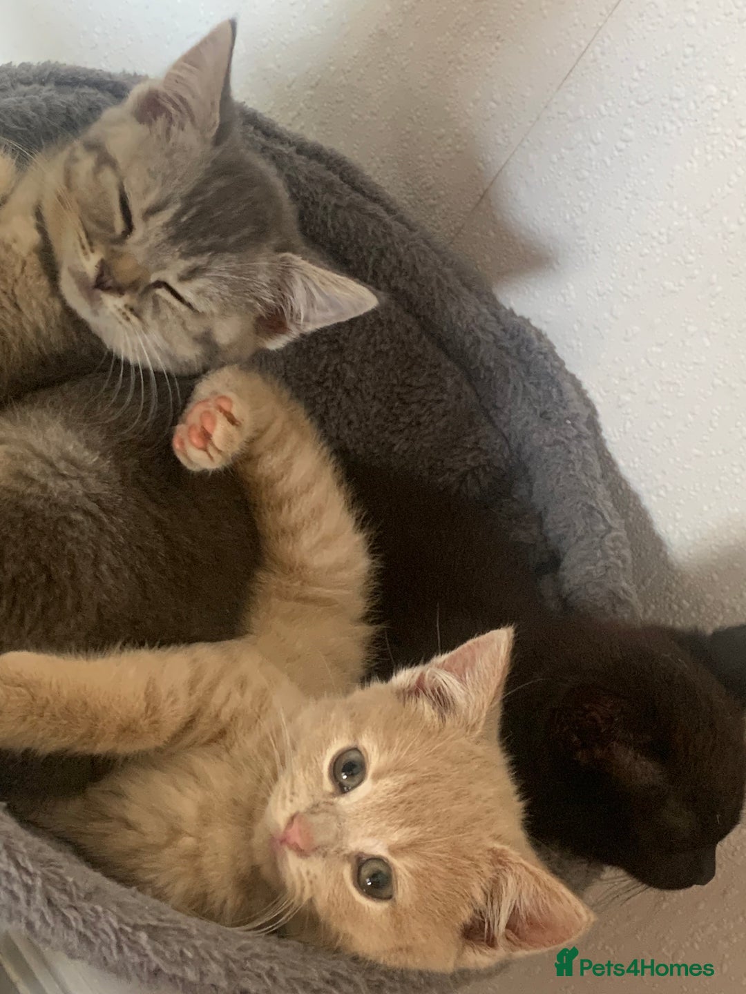 British Shorthair cats for sale: British shorthair kittens  - Image 16