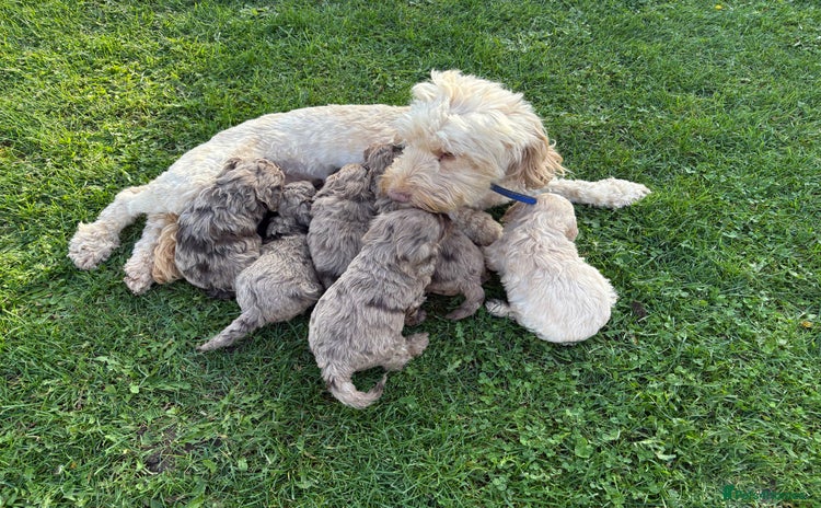 Cockapoo dogs - Advert 1