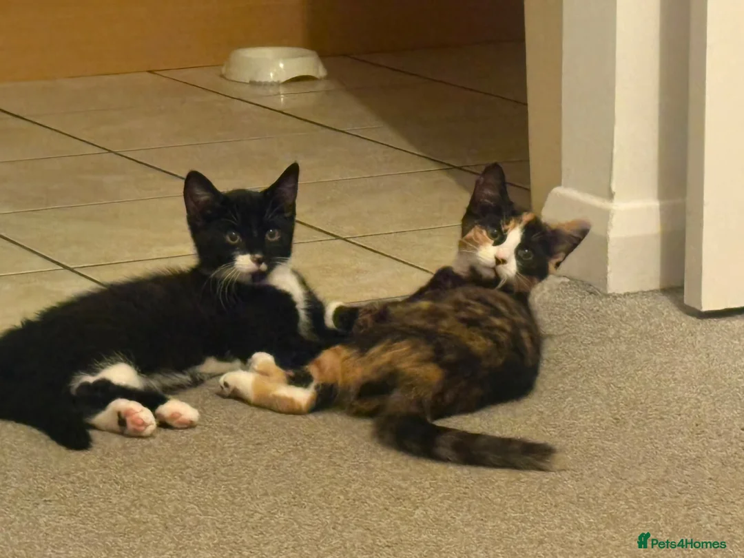 Domestic Shorthair cats for sale: Ronnie and Reggie  in Stourbridge - Advert 12