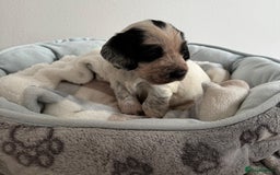 Sprocker dogs for sale: STRIKING SPROCKER SPANIEL PUPPIES  - Image 9