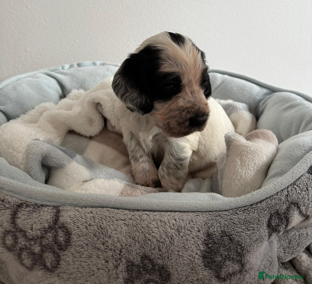 Sprocker dogs for sale: STRIKING SPROCKER SPANIEL PUPPIES  - Image 9