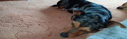 Jackshund dogs for sale: Rocco the Jackshund - Advert 4