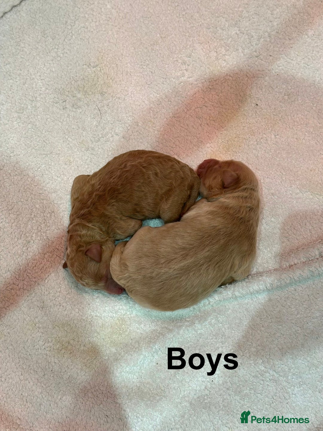 Cavapoo dogs for sale: F1B Cavapoo Puppies - Advert 10