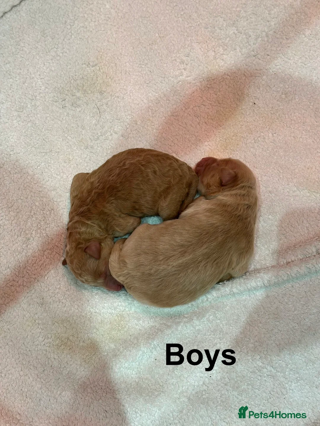 Cavapoo dogs for sale: 💥ONE BOY LEFT💥 F1B Cavapoo Puppies - Advert 7