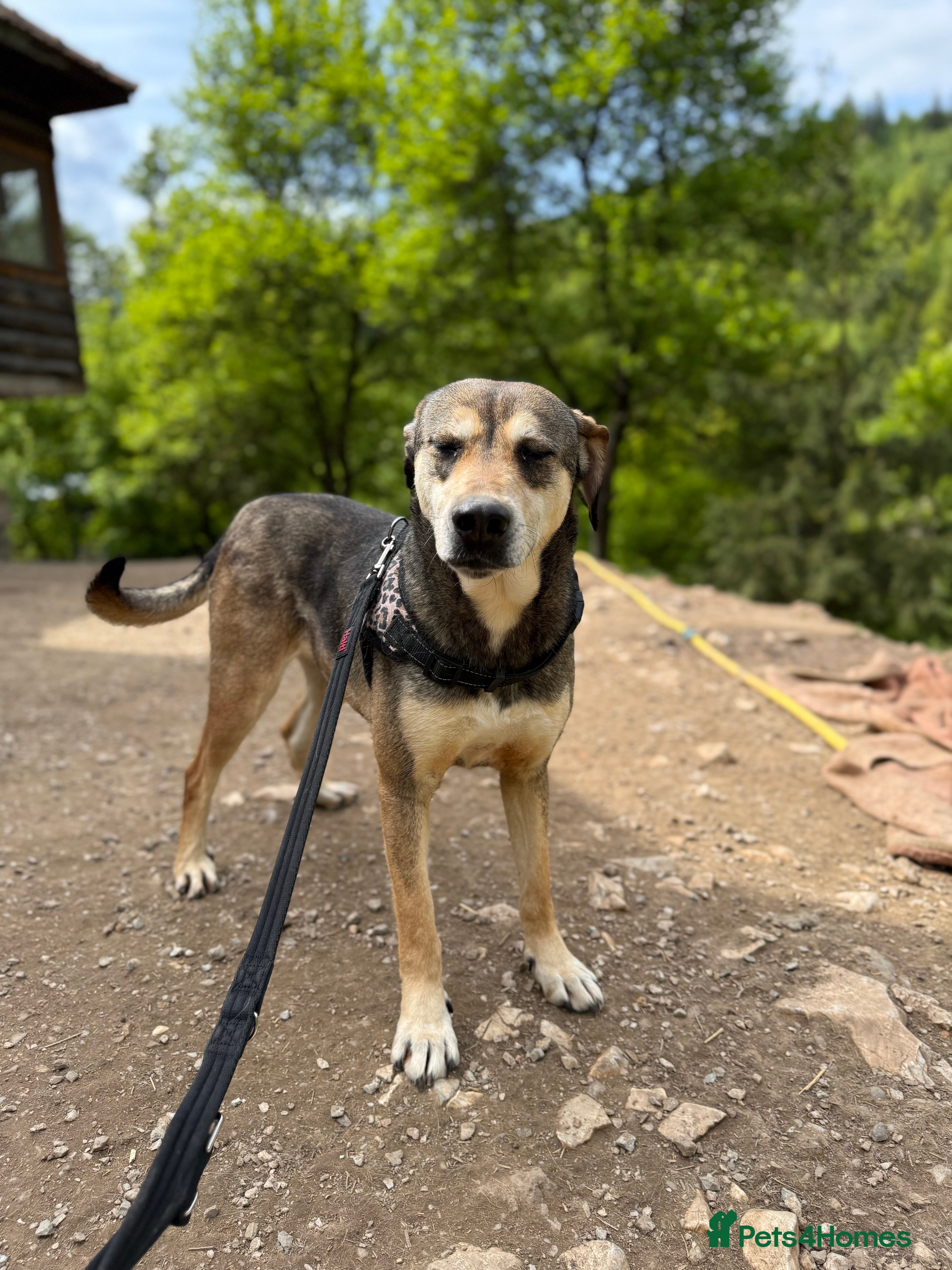 Mixed Breed dogs Pogo is looking for a family  in Coventry - Advert 8