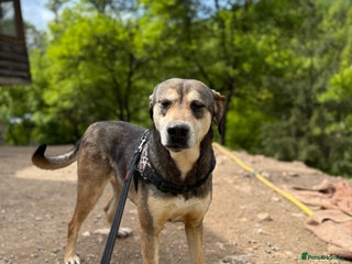 Mixed Breed dogs Pogo is looking for a family in Coventry - Advert 2