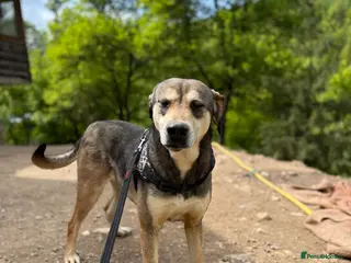 Mixed Breed dogs Pogo is looking for a family in Coventry - Advert 17