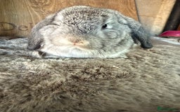 Mini Lop rabbits for sale: 3 mini lop rabbit girls available now - Image 6