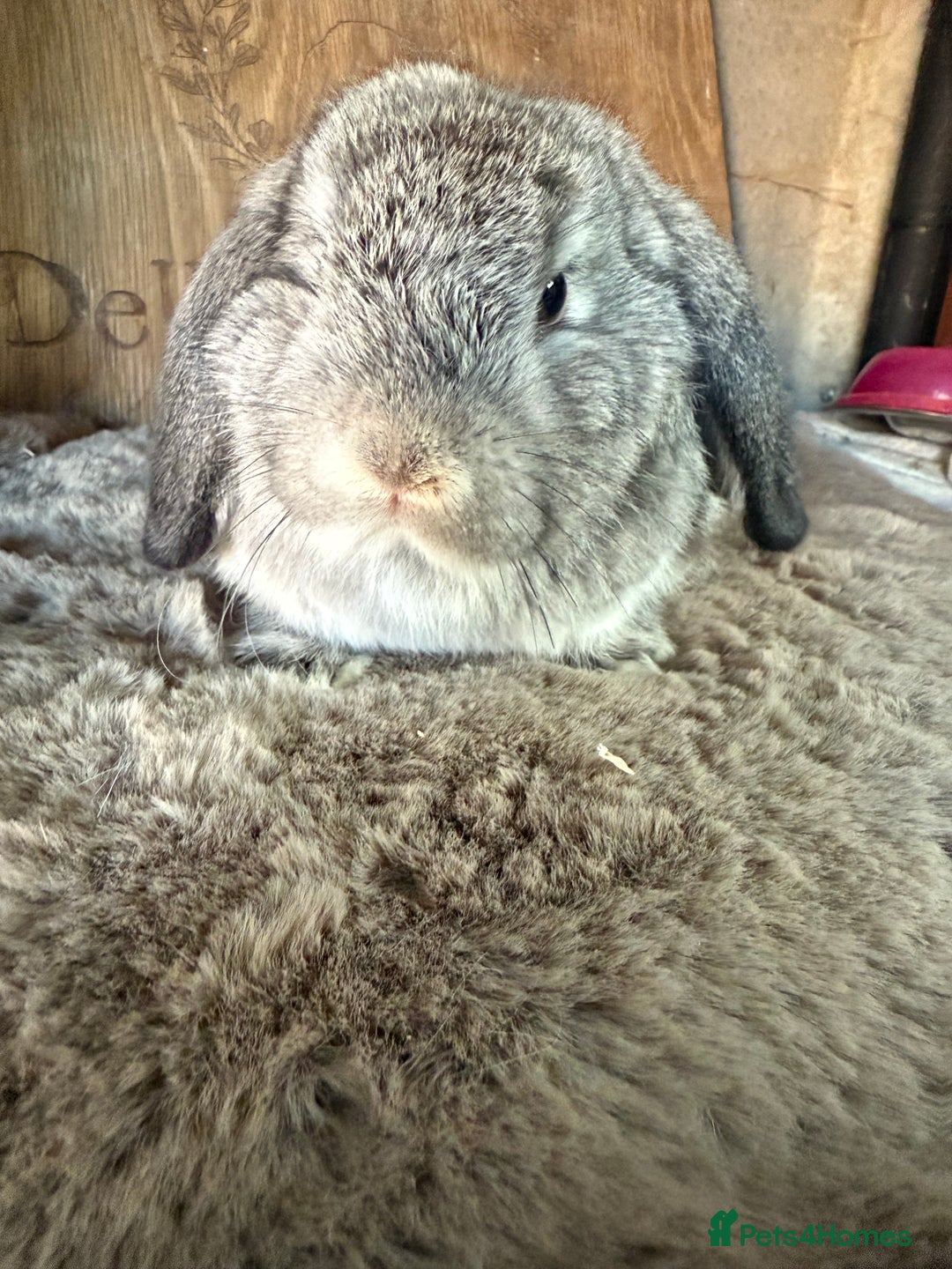 Mini Lop rabbits for sale: 3 mini lop rabbit girls available now - Image 6