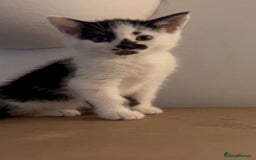 Domestic Shorthair cats for sale: 2 Females and 2 Males  - Image 2