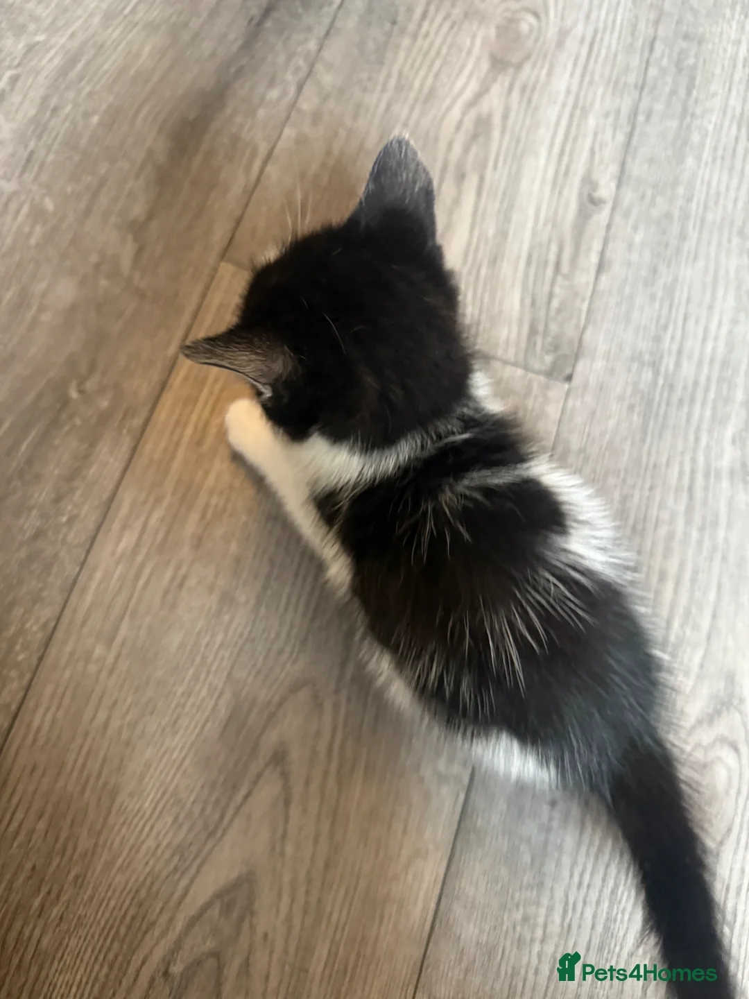 Mixed Breed cats for sale: One boy one girl kitten  in Wokingham - Advert 10