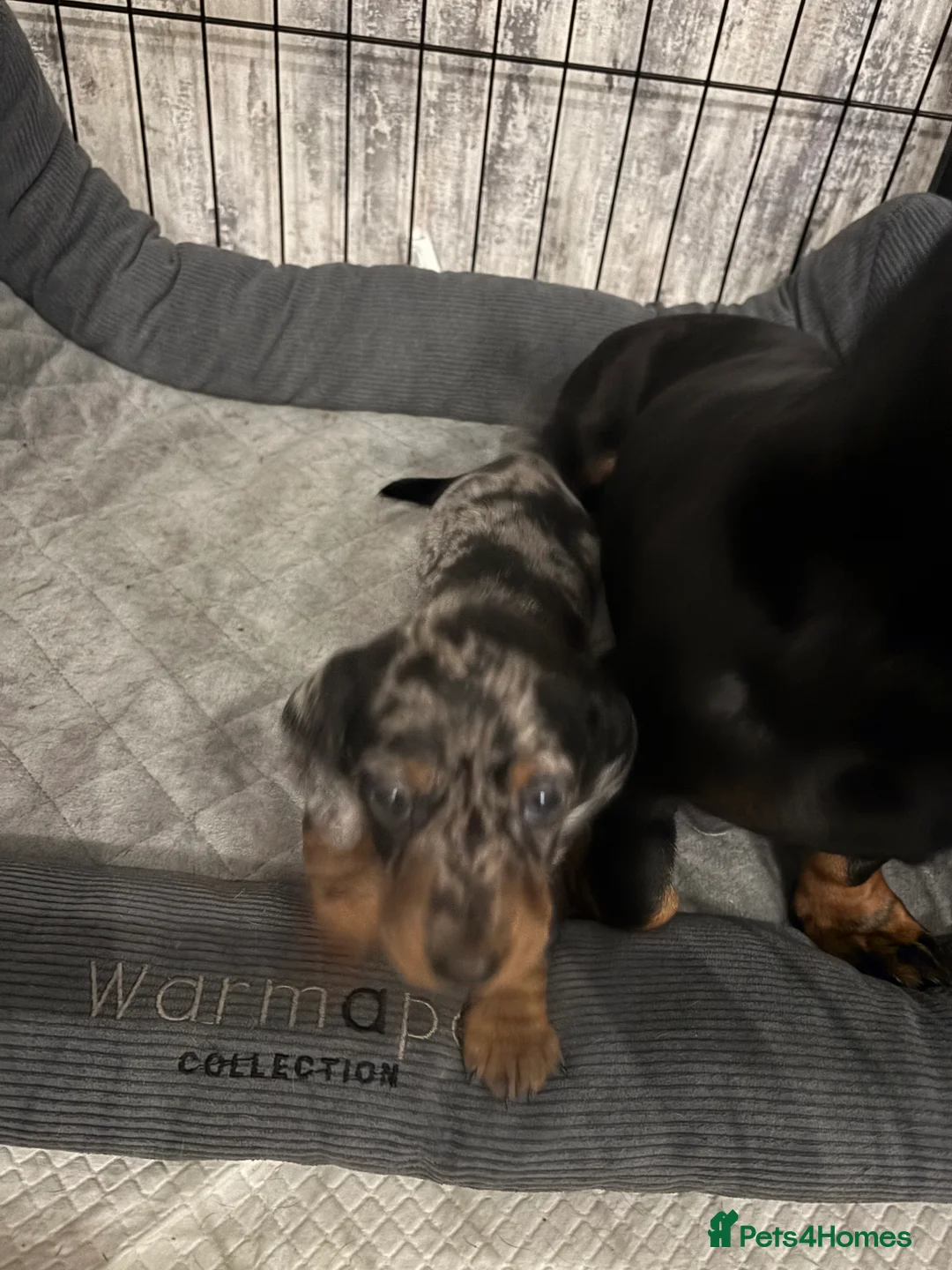 Dachshund dogs for sale: Miniature dashhound  - Advert 17