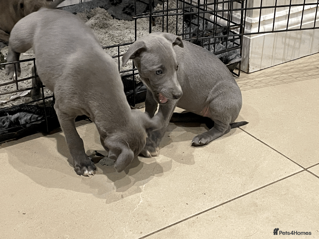 Whippet dogs for sale: Whippet puppies Northamptonshire - Image 7