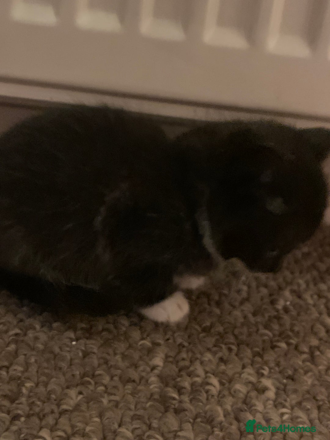 Mixed Breed cats for sale: Kittens  - Advert 13