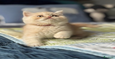 Exotic cats Gorgeous Golden Exotic Girl - Advert 6