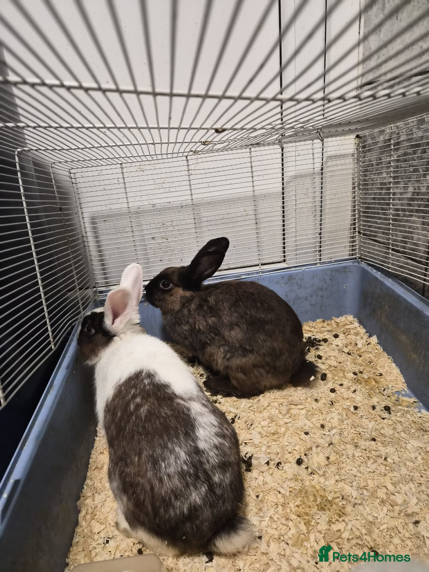 Dutch rabbits Rabbits to good home - Advert 4