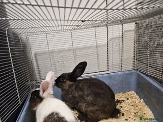 Dutch rabbits Rabbits to good home - Advert 2