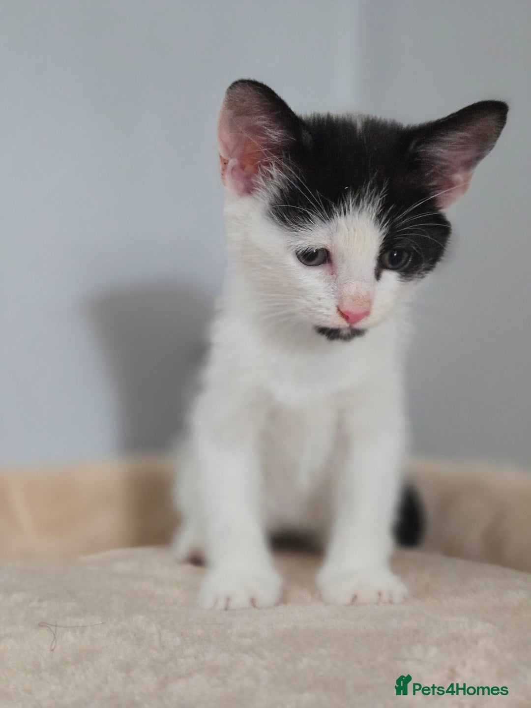 Mixed Breed cats for sale: 5 Kittens LEFT! Friendly and Lovable - Image 4