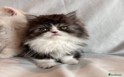 Persian cats for sale: 3 Cuddly Persian Babies❤️ - Image 14