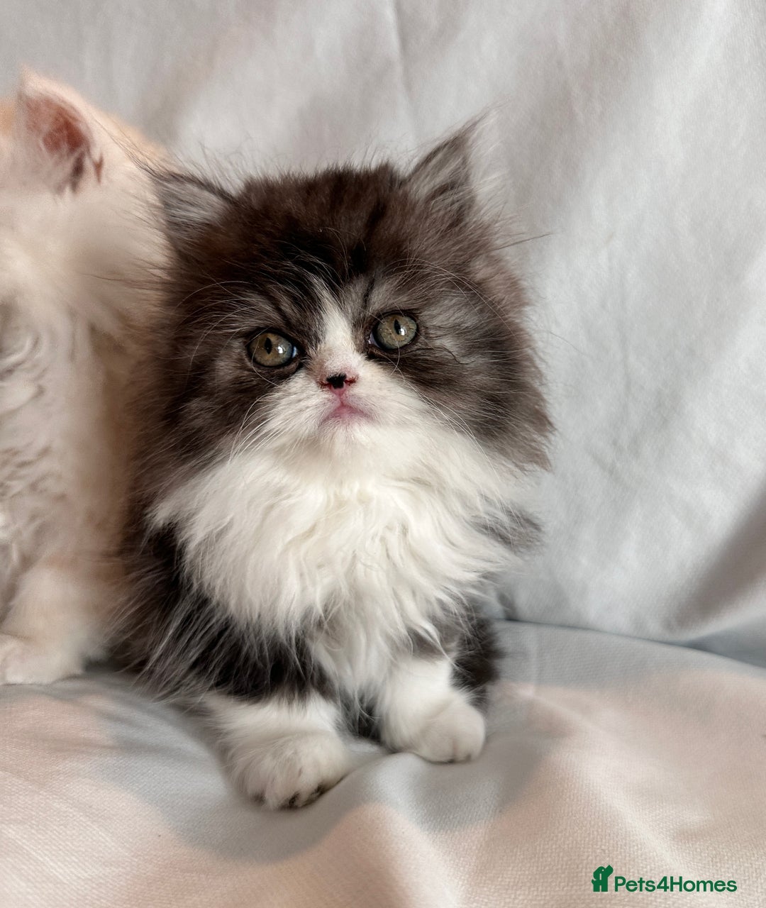 Persian cats for sale: 3 Cuddly Persian Babies❤️ - Image 14