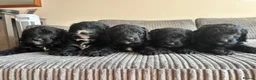 Goldendoodle dogs for sale: Superb Fully Health Tested Rare Goldendoodle Pups in Basingstoke - Advert 3