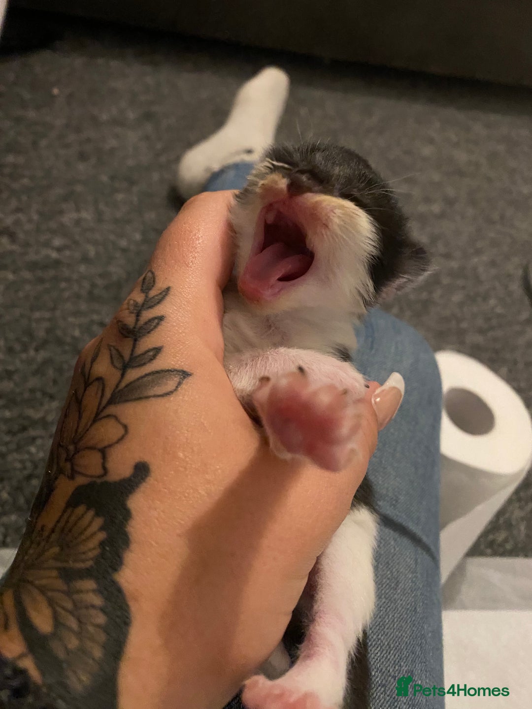 British Longhair cats for sale: Last Baby Girl Left ❤️ - Image 13