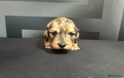 Dachshund dogs for sale:  KC Registered mini long hair Dachshund Puppies  - Image 18