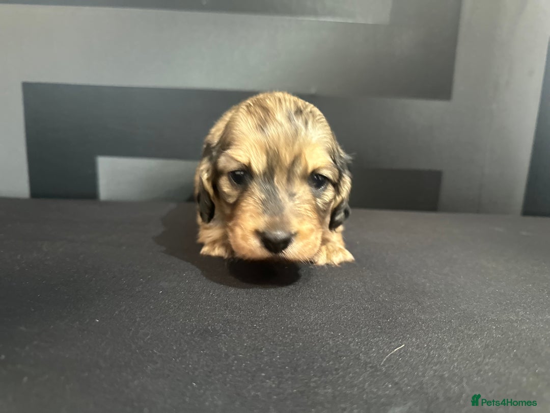 Dachshund dogs for sale:  KC Registered mini long hair Dachshund Puppies  - Image 18