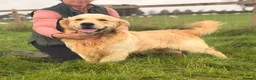 Golden Retriever dogs for stud: Exceptional Proven Stud - Advert 4