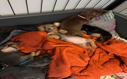 Dachshund dogs for sale: 3 female miniature dashounds  - Image 5