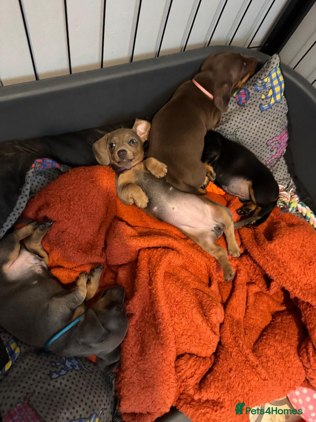 Dachshund dogs for sale: 3 female miniature dashounds  - Image 5