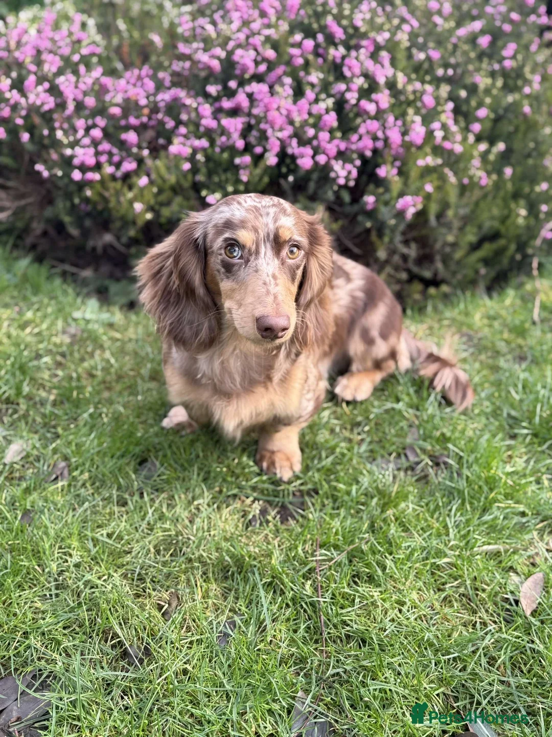 Miniature Dachshund dogs for stud: Chocolate and tan dapple miniature long hair dach in Derby - Advert 5