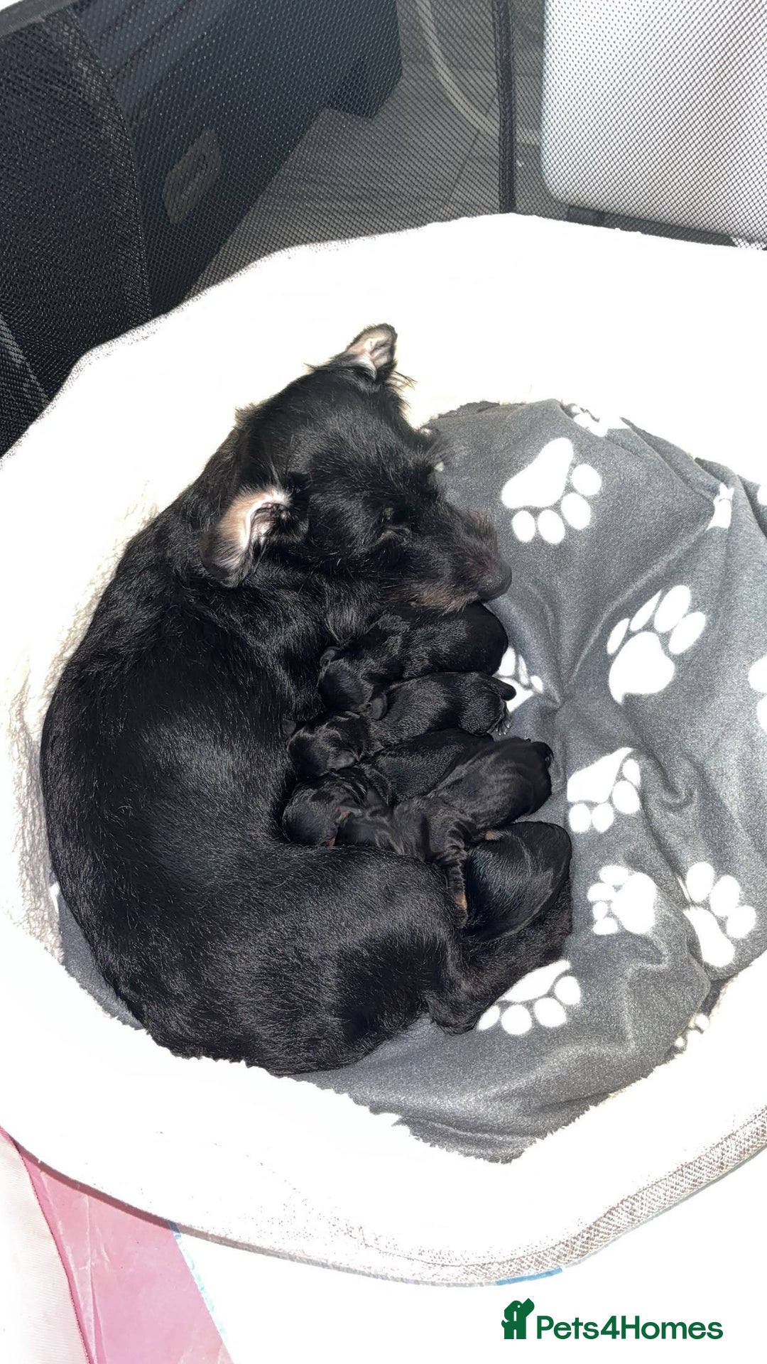 Mixed Breed dogs for sale: Doxiepoo puppies  - Image 14