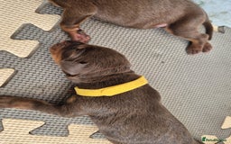 Dobermann dogs for sale: Stunning Dobermann puppies in Nottingham - Image 19