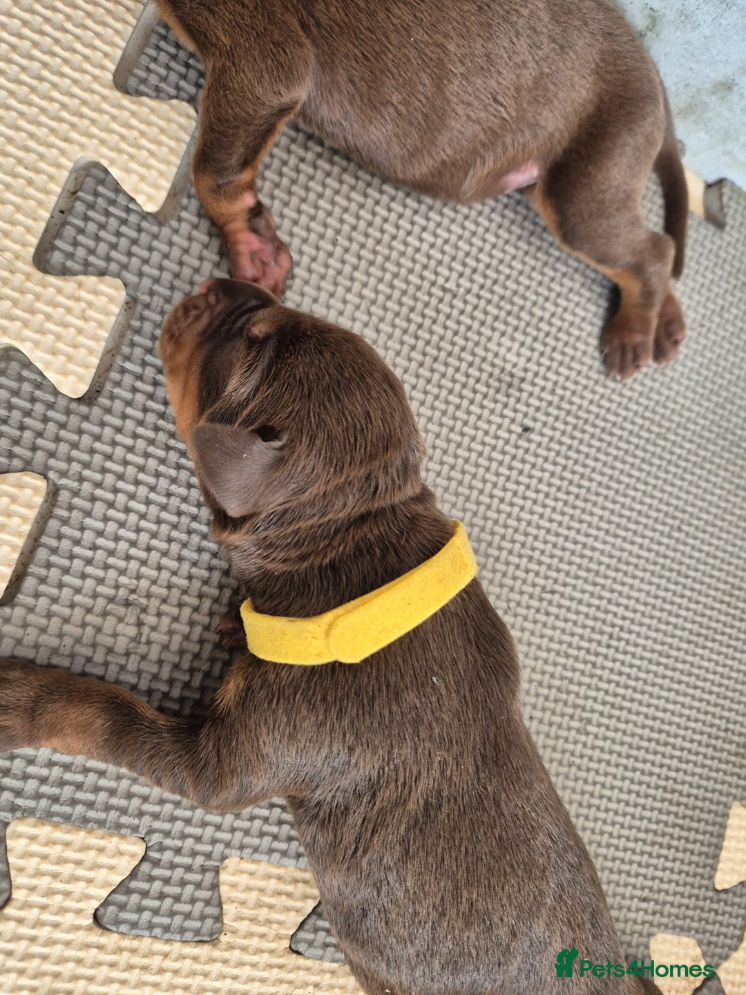 Dobermann dogs for sale: Stunning Dobermann puppies in Nottingham - Image 19