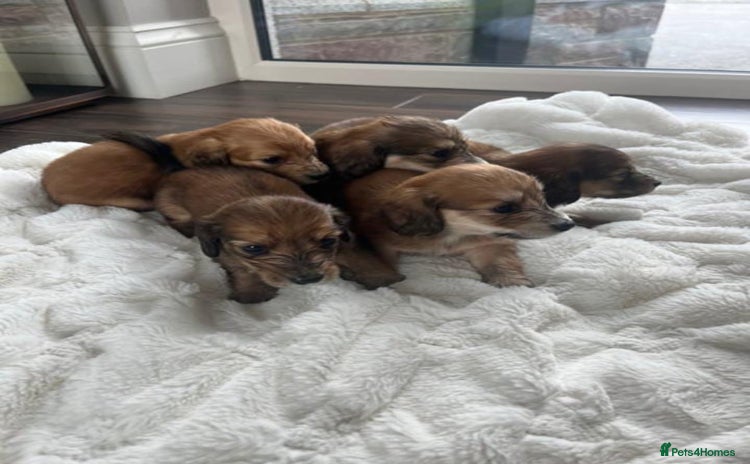 Miniature Dachshund dogs - Advert 11
