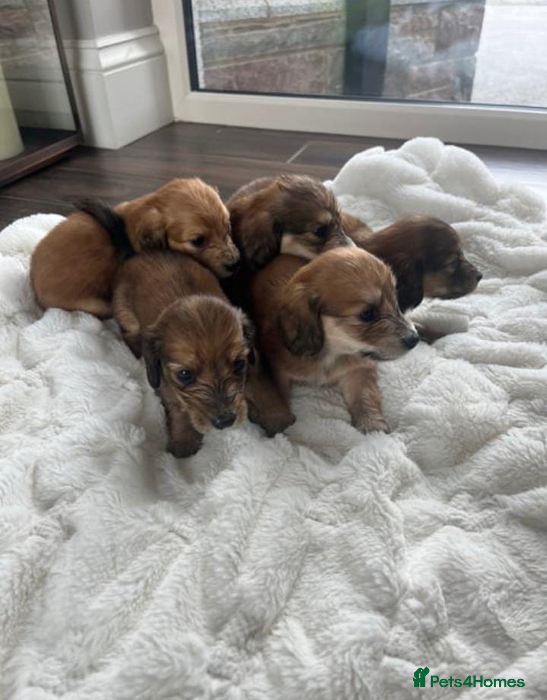 Miniature Dachshund dogs for sale: ADORABLE MINIATURE DACHSHUND PUPPIES - Image 1