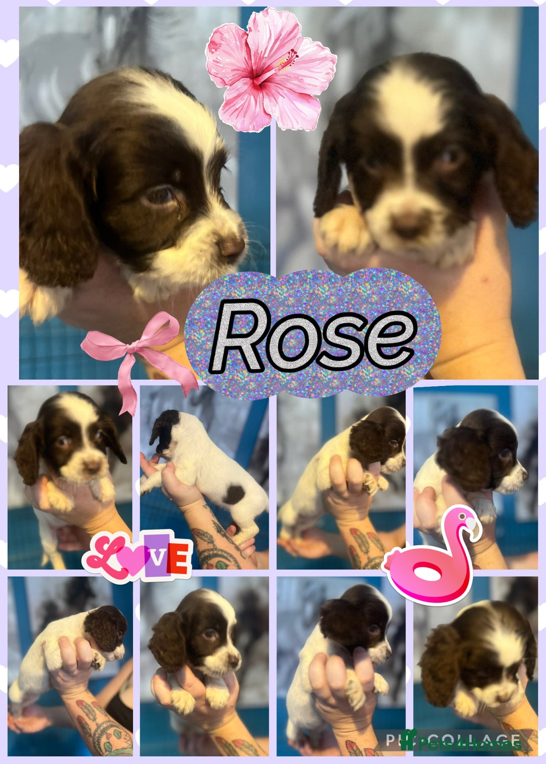 Sprocker dogs for sale: Sprocker puppies - Image 6