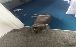 British Shorthair cats for sale: Male British shorthair  - Image 2