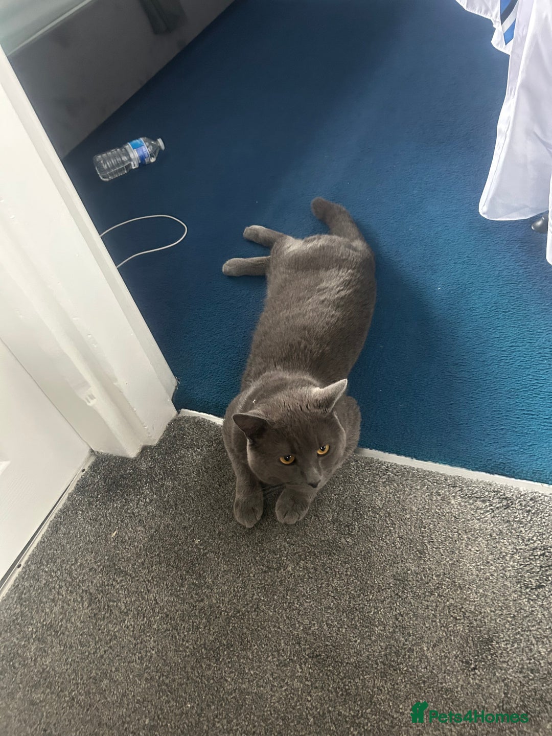 British Shorthair cats for sale: Male British shorthair  - Image 2